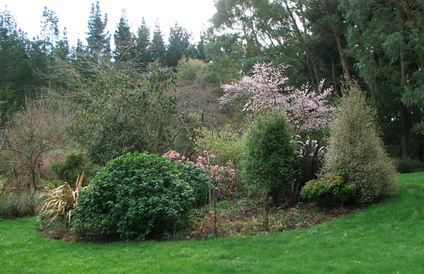  PInk in the garden again. 