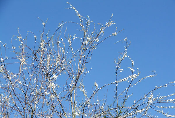  A flowering Prunus. 