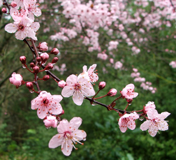  A deeper pink Prunus. 