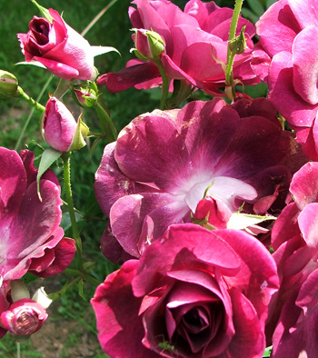  A lovely coloured cluster of flowers. 