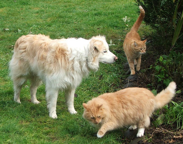  Rusty the red Border Collie with the two ginger gardening boys - colour co-ordinated! 