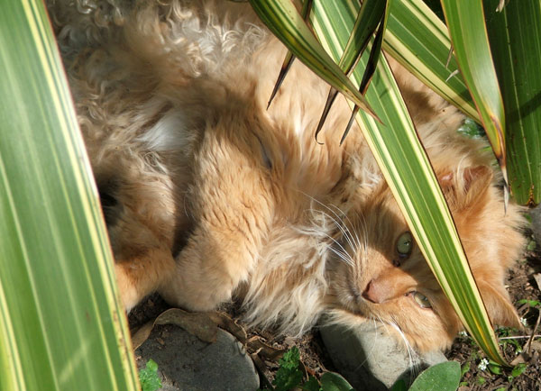  Underneath a large Phormium. Silly cat! 