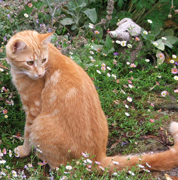  Percy the ginger cat. 