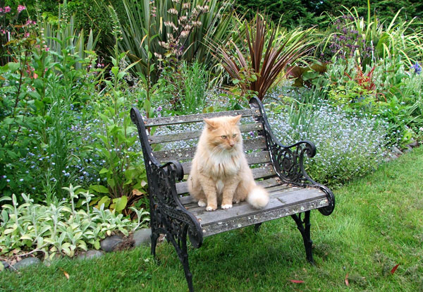  Isn't he just the most beautiful fluffy cat? 