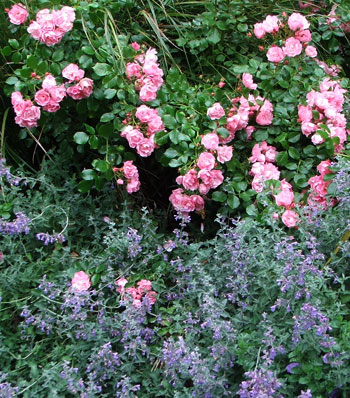  The pink rose is Appleblossom Flower Carpet. 