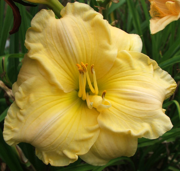  Another of my favourite soft yellow daylilies. 