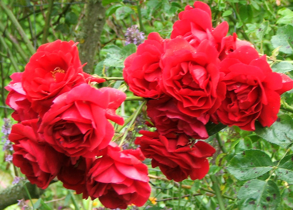  A wonderful pergola rose. 