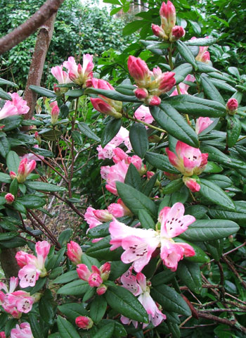  A tall Azalea which flowers early. 