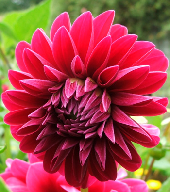  It's the cerise dahlia by my pergola. 