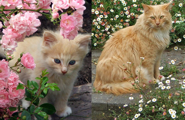  A wonderful kitten, a wonderful gardening cat. 