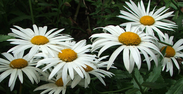  These lovely white daisies grow in many places in my garden. 