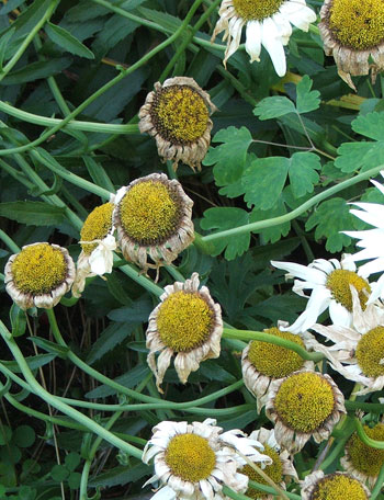  Aargh! Time to trim the Shasta daisies... 