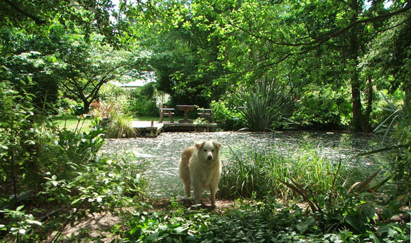  A cool dog in the shade. 