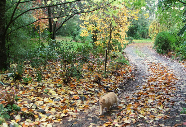  He always comes for walks. 