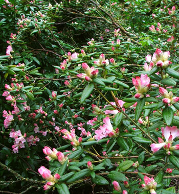  A pretty, large shrub. 