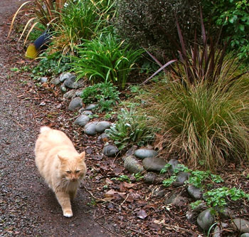  Fluff-Fluff the cat coming to check the lambs. 