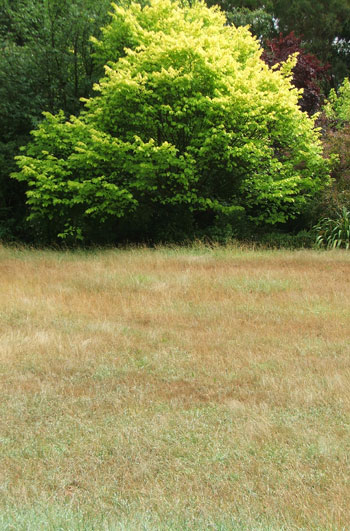  This is the frisbee Lawn. 