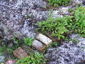  This is an afternoon frost photograph! Aargh! 