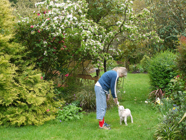  Stu the lamb underneath the Crab-Apple tree. 