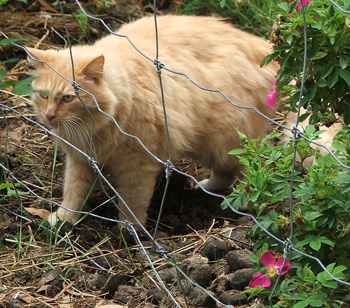 Dear cat! Fluff-Fluff loves gardening. 