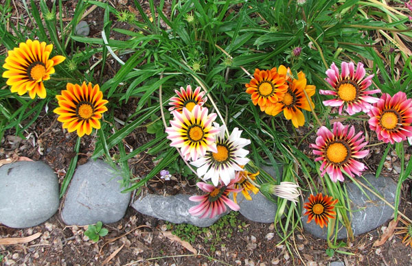  Such sunny flowers. 