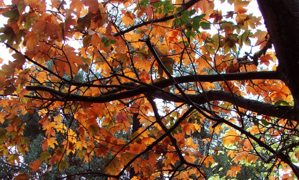  A type of Sycamore tree? Not sure... 