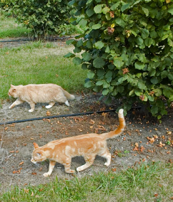  We are in the Hazelnut Orchard. 