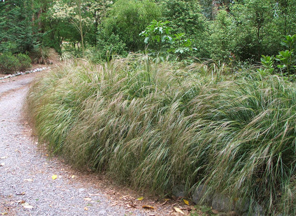  The driveway edge of the garden area I've been working in. 