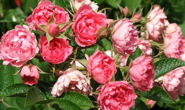  Flowering in the Shrubbery. 