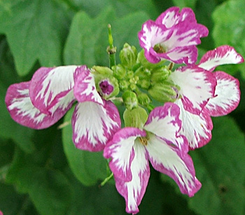  A bi-coloured flower in the Wattle Woods. 