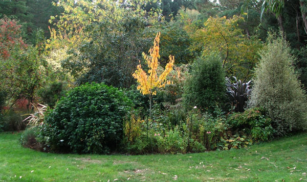  The vase shaped tree is a newish Prunus with pink blossom. 