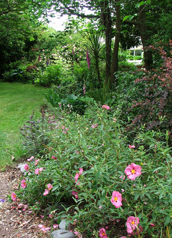  With pink flowering Cistus Shrubs. 