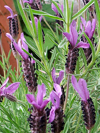  It's Lavender flowering time. 