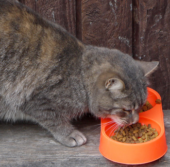  She likes having her meals by the Stables. 