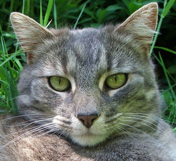 Stables cat. Stables cat.