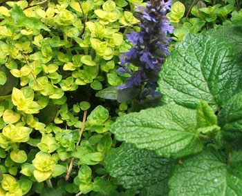  Marjoram, lemon Balm, and a piece of flowering Ajuga. 