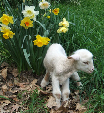  Posing with some daffodils. 