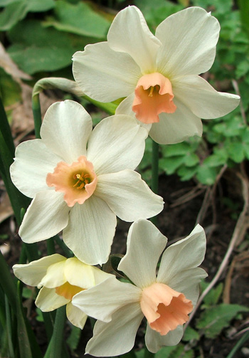 I planted these last autumn. I planted these last autumn.