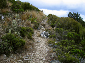  You can see the Hebes in this picture - not flowering, though. 