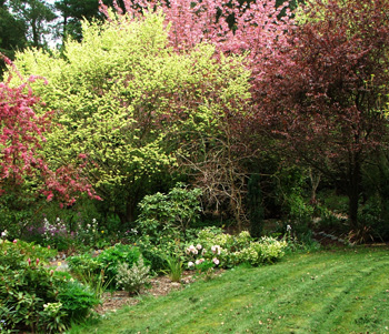  The Driveway lawn with blossom trees. 