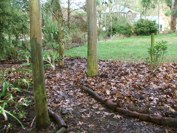  The mulch is a mixture of oak leaves and other things. 