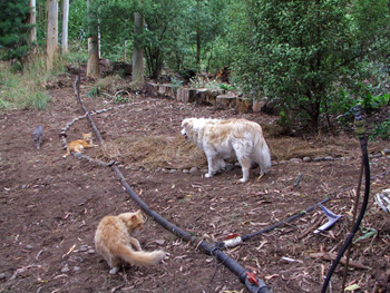  With three cats and a dog, gardening is never lonely! 