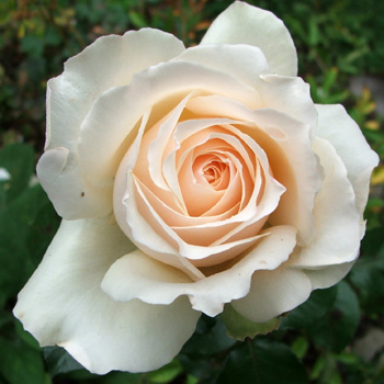  Shell pink and cream - what a delightful shaped flower. 