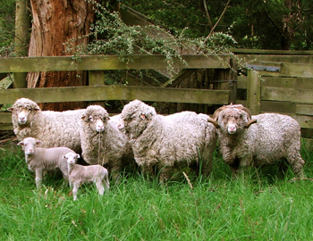  And Charles the ram, photograph taken in 2010. 