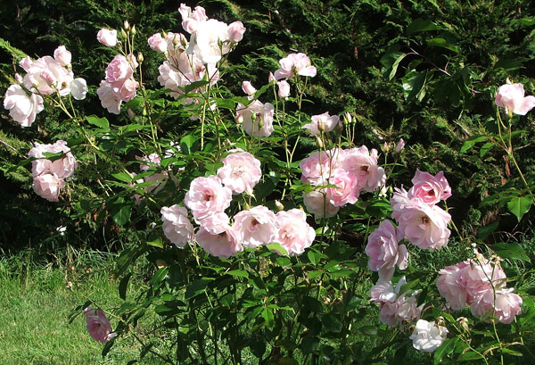 Pink Iceberg Rose. Blushing Pink Iceberg Roses