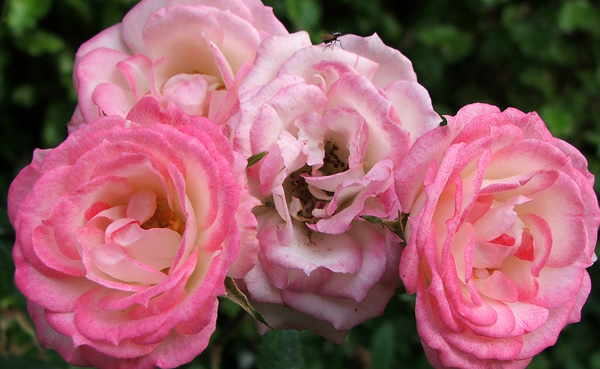  This small rose grows near the back door of the house. 