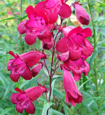  A sweet cherry red perennial. 