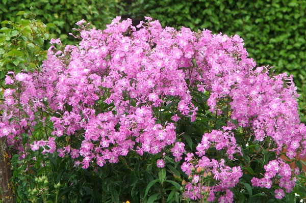  A pretty clump by the rose pergola. 