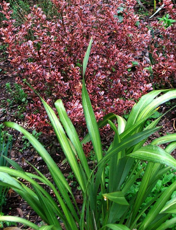  Red and green - nice! 