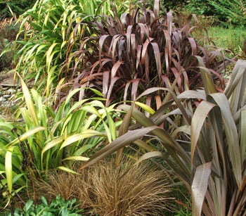  Phormiums by the water race. 